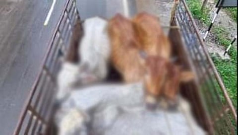 गोवंश तस्करी