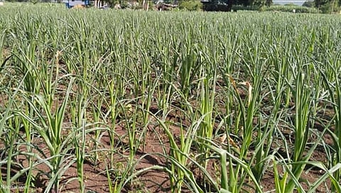 पाथर्डी तालुक्यात पावसाची दडी; पिके करपली, नुकसान भरपाई द्या