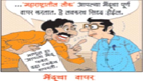 लवंगी मिरची : मेंदूचा वापर