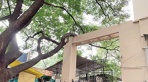 कोंढवा : बळी गेल्यावर, प्रशासन जागे होणार का? धोकादायक फांद्यांकडे महापालिकेचे दुर्लक्ष