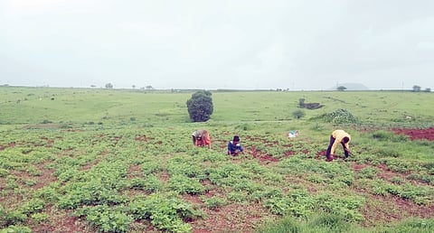 पावसाने उघडीप दिल्याने शेतीकामांना वेग; आंदर मावळात भातपीक जोमात