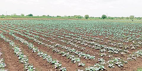 येरे…येरे…पावसा..! शेतकर्यांच्या आभाळाकडे नजरा