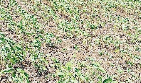 अहमदनगरमधील 500 गावांवर पावसाची खप्पामर्जी; आजपासून पिकांची पाहणी