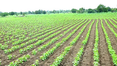 पावसाचा दगा