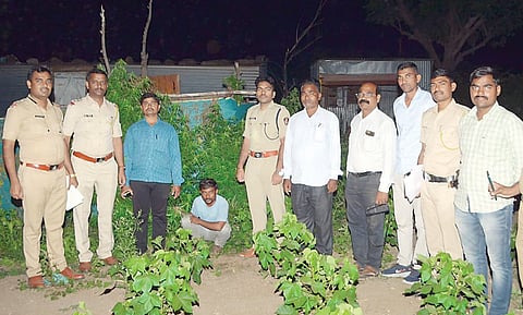 बोधेगाव : शेतातून गांजाची झाडे जप्त; एकावर गुन्हा दाखल