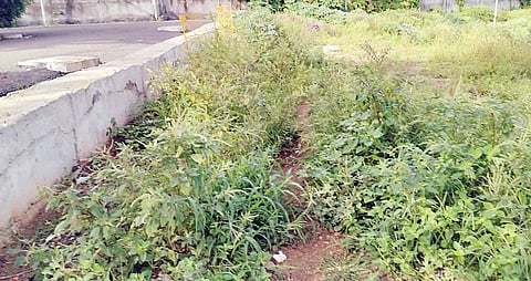 दापोडी : अस्वच्छतेमुळे पवना विधी घाट परिसर बकाल