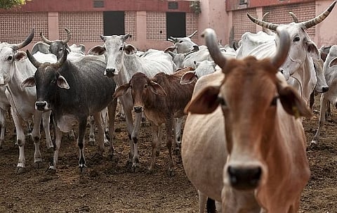 पुणे : मुंढव्यातील गोठ्यांच्या जागेची नव्याने आखणी