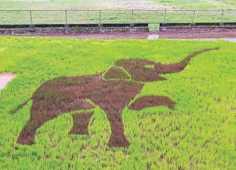 बियांच्या पेरणीतून साकारला बालहत्ती