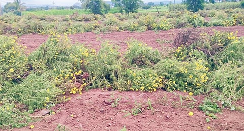 पारगाव : ऐन श्रावणात झेंडूच्या बागा उपटल्या