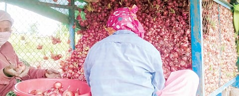 पारगाव : बाजारभाव कमी झाले; त्यात कांद्याला कोंब फुटले