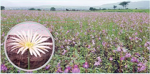 कुंडेश्वर डोंगरावर रानफुलांचा बहर