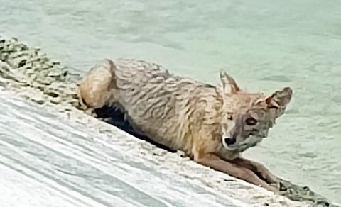दोन कोल्ह्यांना मिळाले जीवदान; जेऊरची घटना