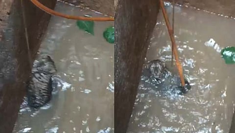 बिबट्या विहिरीत कोसळला