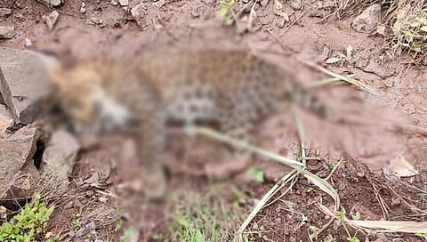 बिबट्या ठार