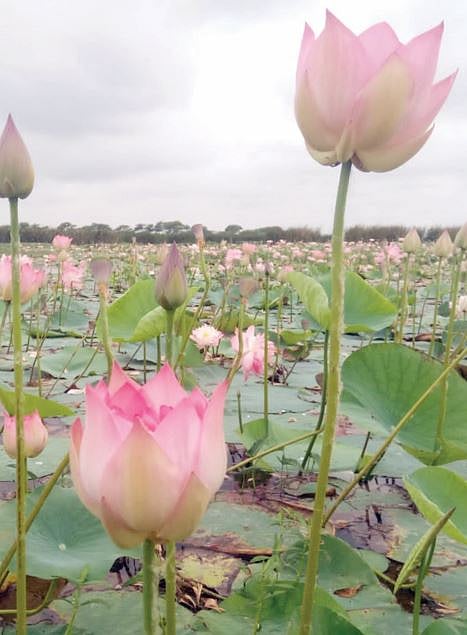 नांदूरमधमेश्वरात फुलली कमळे ! देशी-विदेशी पक्षांचे आगमन