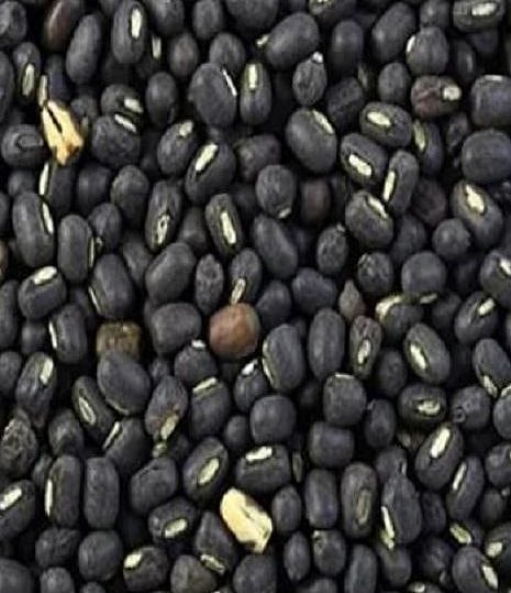 मूग, उडदाचे उत्पादन घटणार ; पावसाअभावी पेरणीचा हंगाम वाया गेल्याचा परिणाम