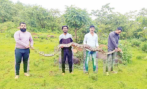 अबब…महाकाय अजगर; शेळीचा पाडला फडशा