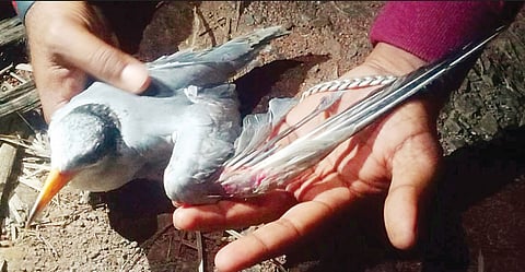 पळसदेव : उजनीत सापडला जखमी रिव्हर टर्न पक्षी