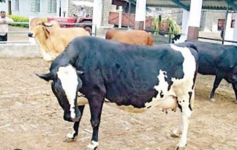 रुईछत्तीशी परिसरात पाण्याचे दुर्भिक्ष्य; पिण्यासाठी पाणी विकत घेण्याची वेळ