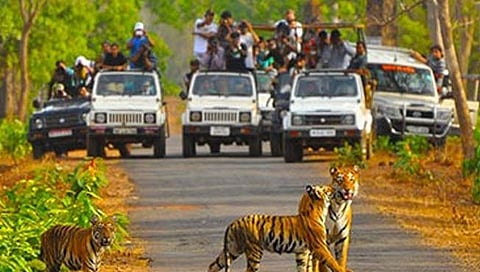 ताडोबा ऑनलाईन बुकींग प्रकरण – जिल्हा सत्र न्यायालयाने ठाकूर बंधूचा जामीन अर्ज फेटाळला