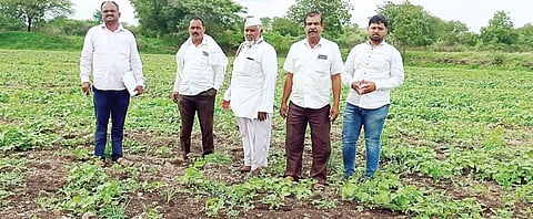 नगर : तणनाशक फवारल्याने जळाले पीक ; शेतकर्याचे लाखो रूपयांचे नुकसान