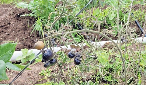 सह्याद्री स्कूलमध्ये बारा जातींचे टोमॅटो!