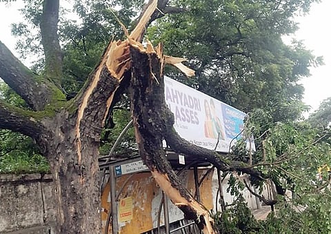 नवी सांगवीतील बसस्थानकावर झाड पडल्याने नुकसान