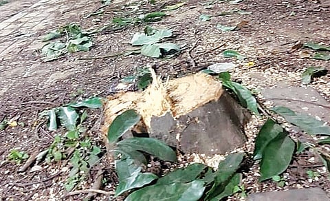 भोसरी एमआयडीसीतील खासगी कंपनीच्या आवारातील झाडांवर कुर्हाड