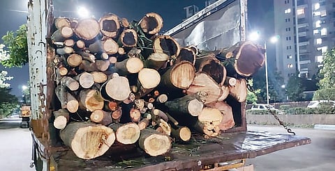 पिंपरी शहरातील वृक्षतोडीला बसणार आता चाप