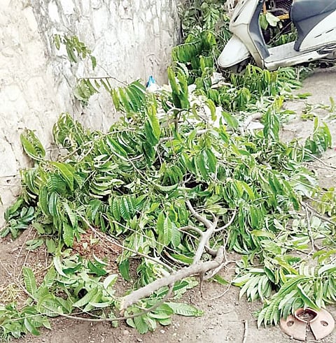 राख्यांच्या स्टॉलसाठी फांद्यांवर कुर्हाड !