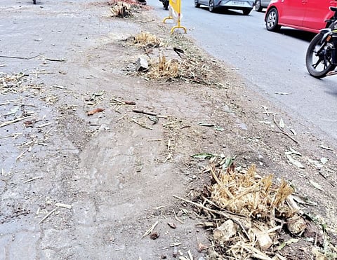 पुणे मनपाकडून झाडांवर रात्रीत ‘सर्जिकल स्ट्राइक’