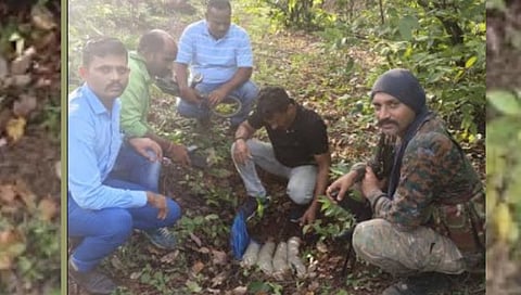 गडचिरोली