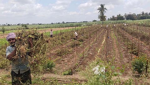 कोल्हापूर : टोमॅटोचे दर घसरले: शेतकरी हवालदिल