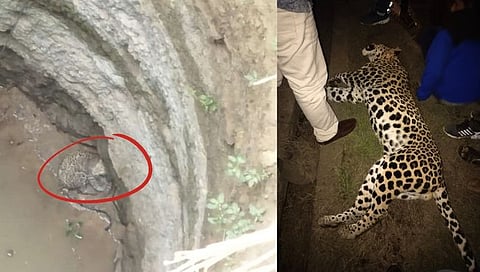 नाशिक : कासारवाडीत विहिरीत पडला, मोहदरी घाटात वाहनाच्या धडकेत बिबट्या ठार