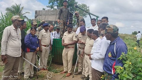 नाशिक : दीड तासाच्या अथक प्रयत्नांनंतर बिबट्या विहिरीतून बाहेर