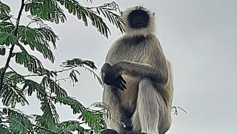 सिडको : विल्होळीतील एका घरावर बसलेले वानर.