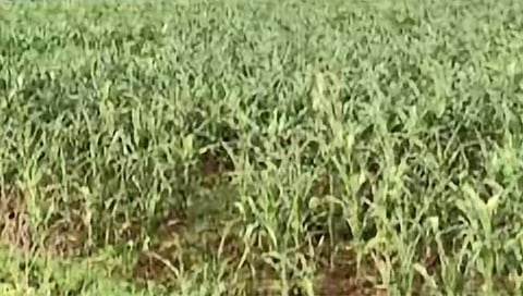 छ. संभाजीनगर: पावसाने दडी मारल्याने एक लाख हेक्टरवरील पिके करपली; बळीराजा चिंतातूर