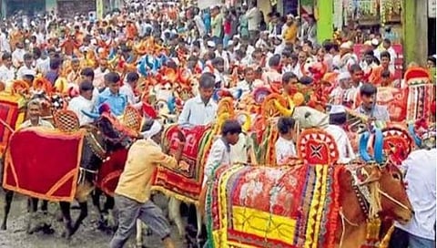 हिंगोली: लम्पीमुळे बैलपोळाच्या मिरवणुकीवर निर्बंध