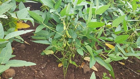 कोल्हापूर : सोयाबीन पिकावर अळीचा प्रादुर्भाव