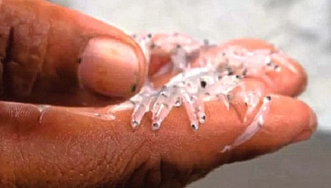 ‘हे’ मासे चक्क साडीने पकडतात!