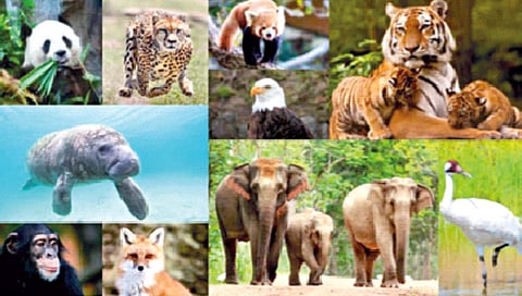 पर्यावरण : संकटग्रस्त वन्यजीव