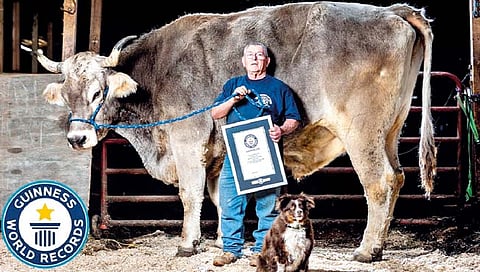 जगातील सर्वात मोठा वळू