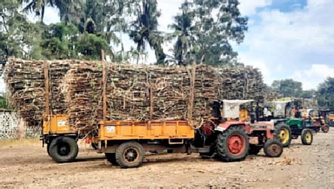 कोल्हापूर : सीमेवरील उसाची जबाबदारी कुणाची?