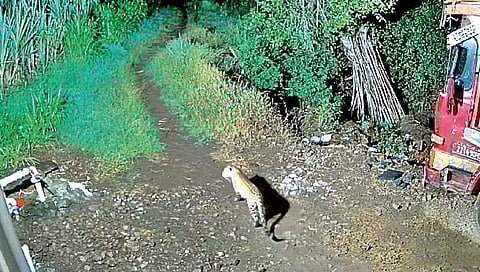 वराडे लोकवस्तीत फिरणारा बिबट्या सीसीटीव्हीत कैद