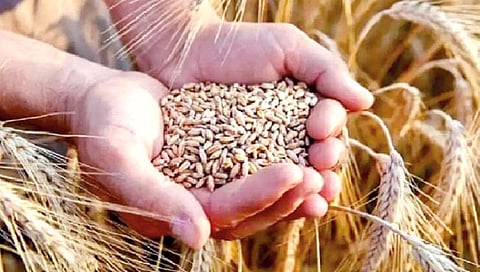 साठेबाजी रोखण्यासाठी गहू साठ्यावर निर्बंध