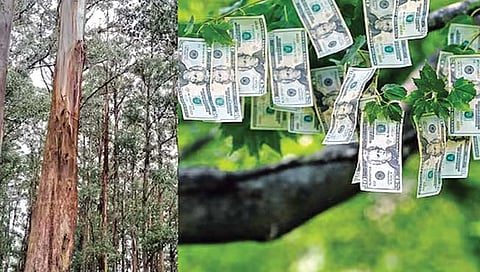 होय! या झाडाला पैसे लागतात!