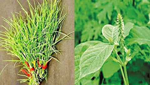 Ganesh Utsav : बाप्पाला प्रिय दुर्वा, आघाडा, जास्वंदीचे औषधी महत्त्व मोठे