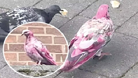 ब्रिटनमध्ये दिसले चक्क गुलाबी कबुतर!