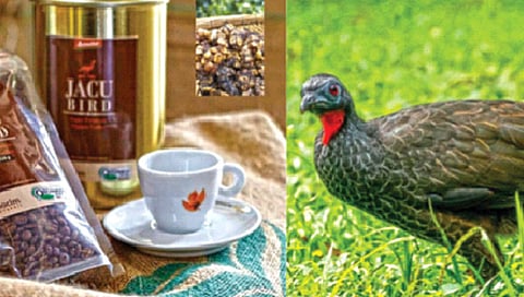 पक्ष्याच्या विष्ठेतून काढलेल्या बियांची महागडी कॉफी!