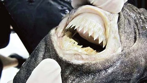 Cookiecutter shark : जहाज बुडवणारी कुकीकटर शार्क!